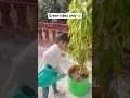 Green vibes only #plants #love #trending #shortsviral