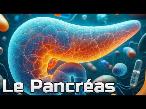 Vidéo: Dans le pancréas, les cellules acineuses se libèrent ?