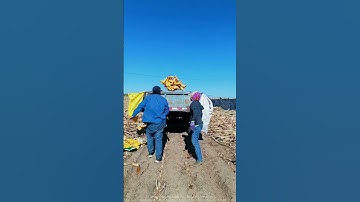 Harvest Joy: Farmers Unloading Corn Truck