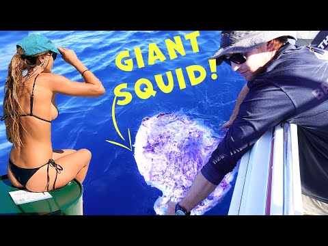 Orcas vs Giant Squid & Whale 😲(CRAZY RARE ENCOUNTER!) Mahi Catch & Cook
