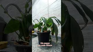 Eu dei essa planta pra minha cunhada e ela me devolveu assim... #timelapse #plants #timelapseplants