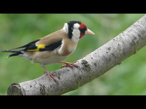 Video: Proč Je Birding Chladnější, Než Si Myslíte - Matador Network
