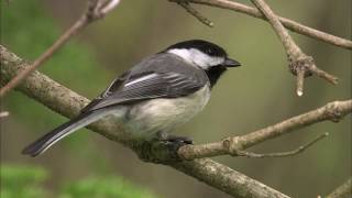 Black-capped Chickadees at the Feeder
