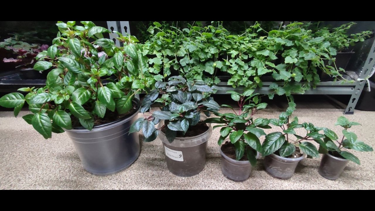 Как из тонкого черенка вырастить шикарный куст фуксии. Важные моменты в прищипке черенка.