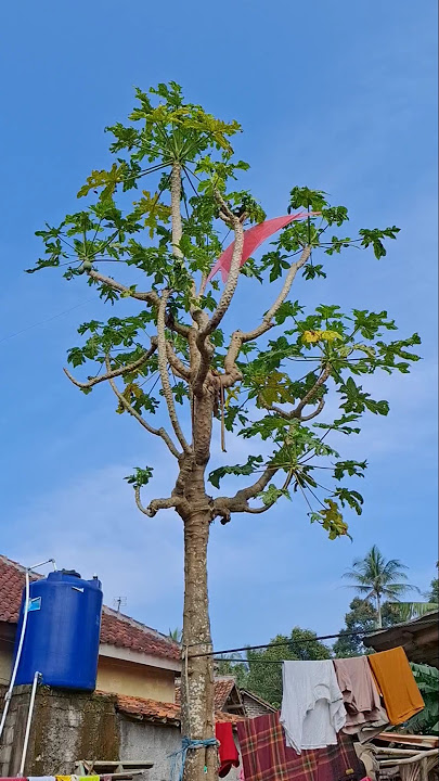 The kite is flying🥲