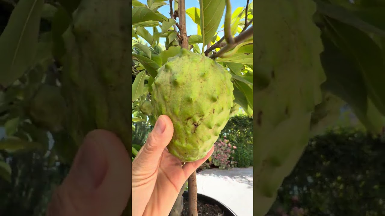 Key qua bat ngo khi de trai nhieu 