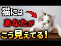 猫はあなたを人間と思っていません。見え方を知ったら見方が180度変わります