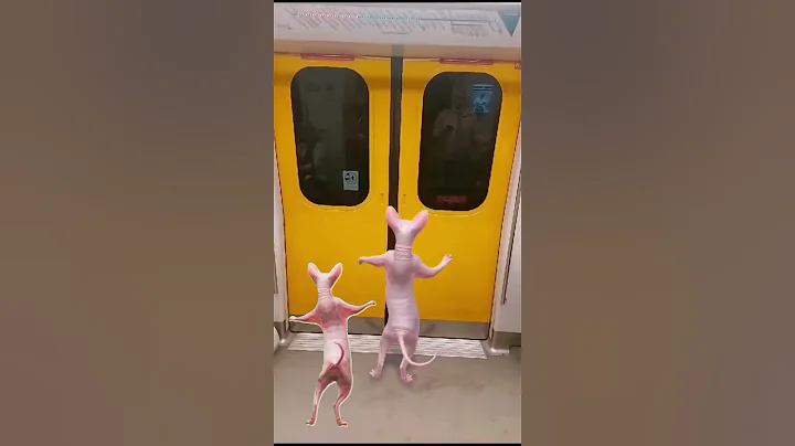 Video 11564801: sphynx cat cute lovely, cute funny sphynx cat, cutecat love