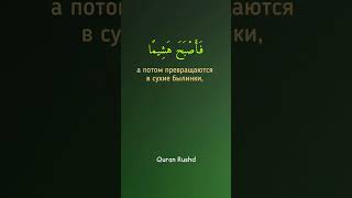 Сура Аль Кахф , аяты 45-46. Насир аль Катами.