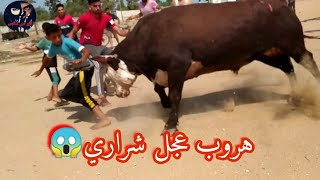 هروب عجل شراري في خانيونس ?? فيديو رهيب جدا لا يفوتكم