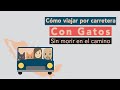 CÓMO VIAJAR POR CARRETERA CON GATOS