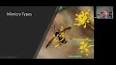 The Fascinating World of Entomological Mimicry ile ilgili video