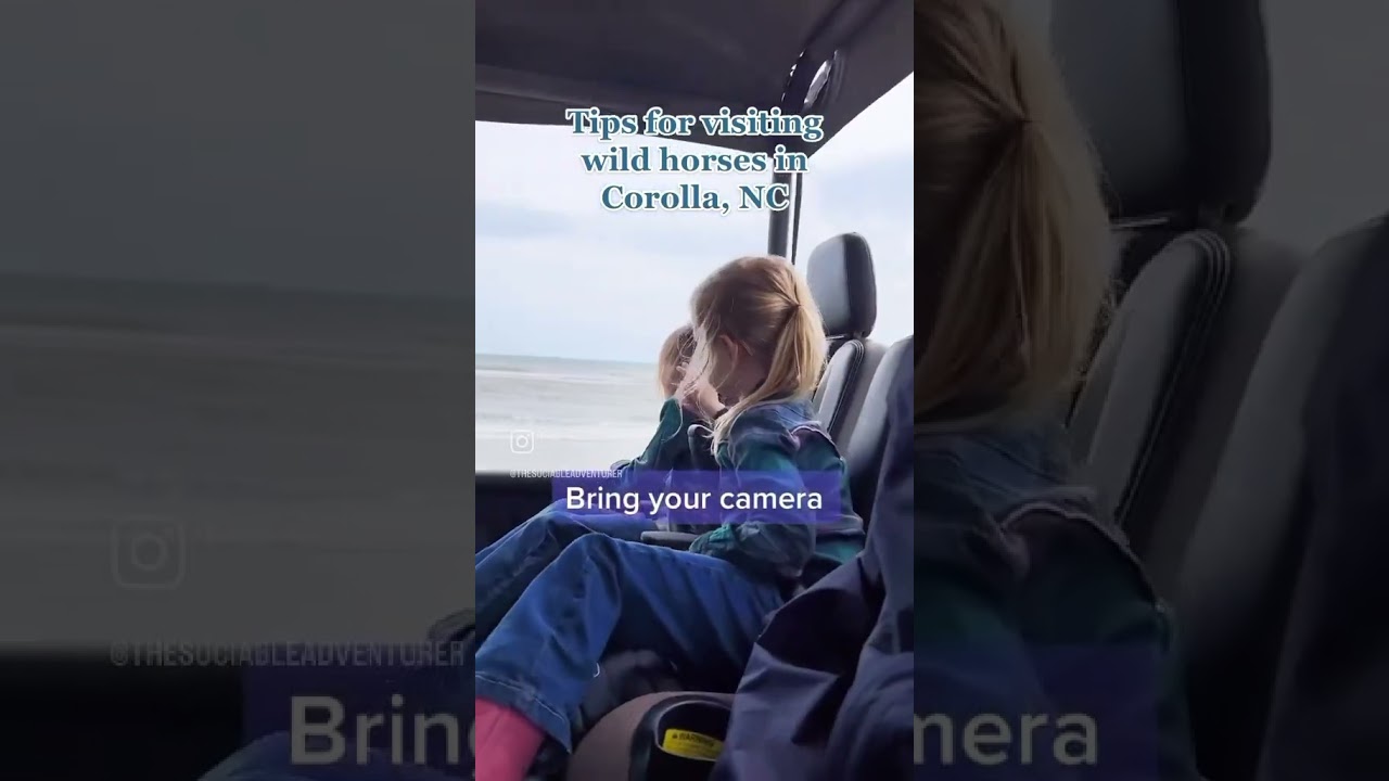 Wild Horses in Corolla, NC