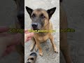 tối nay có món thịt chó🗿 #memes #dog