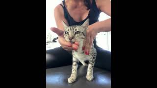 #Ocicat receives chiropractic adjustment #animalchiropractic #cat #cats #catshorts #catvideos #kitty