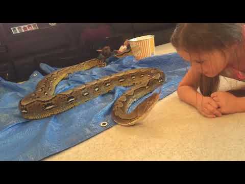 12ft Reticulated Python tickling 5 year old with his tongue