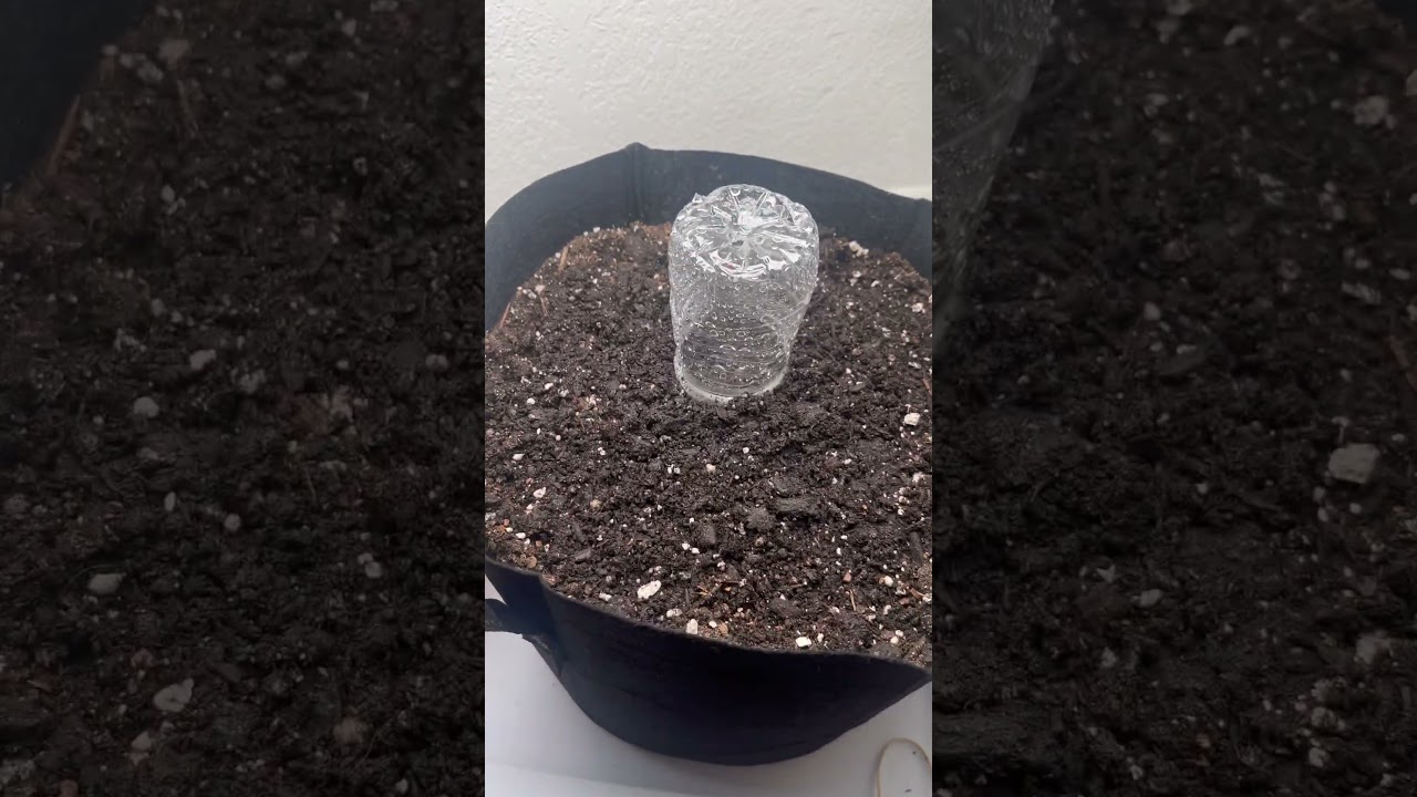 Gorilla Zkittlez Autoflowers Seed to harvest Ep.1