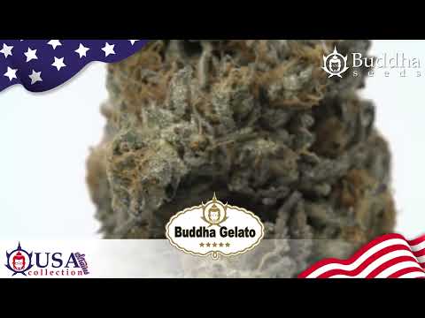 BUDDHA GELATO. BUDDHA SEEDS