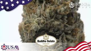 BUDDHA GELATO. BUDDHA SEEDS