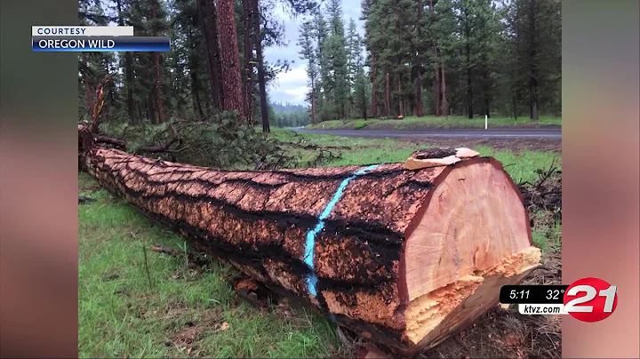 Oregon Wild, Sierra Club withdraw from Ochoco Forest Restoration Collaborative