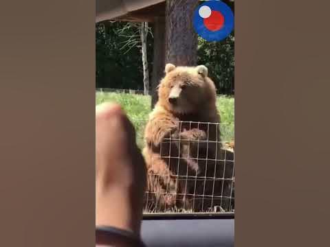 Мишка, Мишенька, Медведь! С праздником 🐻#ДеньМедведя #МилыеЖивотные # ...