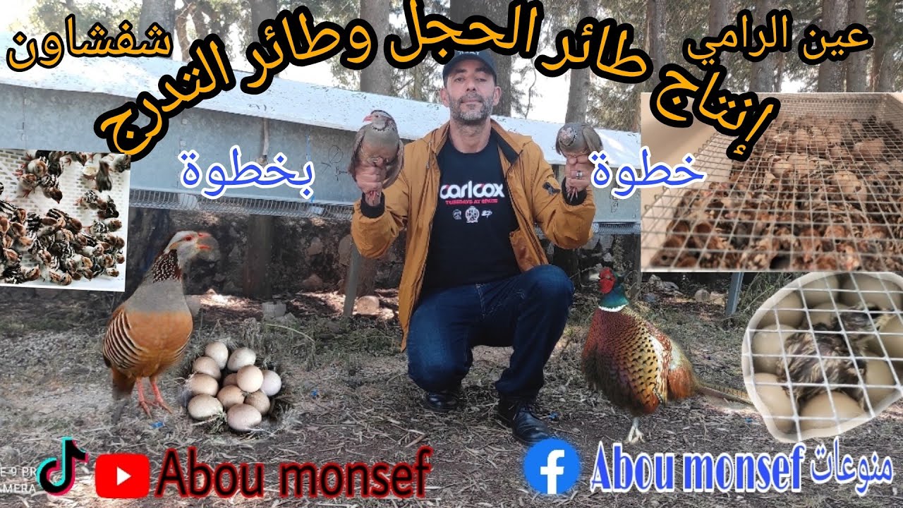 طريقة إنتاج الحجل البري وطائر التدرج من المرحلة الأولى إلى المرحلة الأخيرة