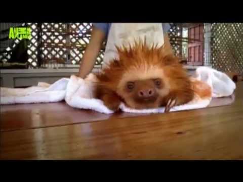 cutest-sloth-video-(don't-worry,-be-happy)