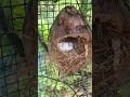 #nature #nest #baby bird#carrying #we are all love nature