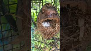 #nature #nest #baby bird#carrying #we are all love nature