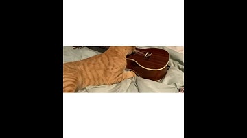 Thumbnail of My cat playing a ukulele ￼