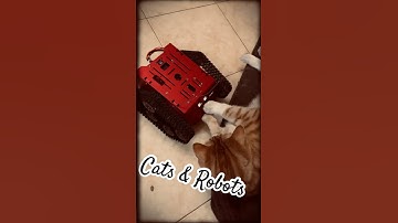 Cats’n Robots