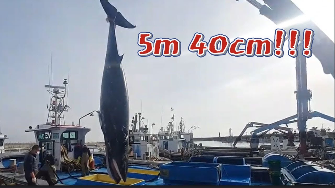 긴급출동!!  동해안 대형 밍크고래 !! 과연 경매가는~? /It's a huge mink whale that is 5m 40cm long!
