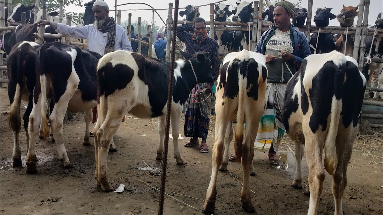 সুপার কোয়ালিটি খামার উপযোগী হলেষ্টিয়ান ফ্রিজিয়াম বকনা গরু শরতনগর পশুর হাট থেকে দরদাম জানুন ধারণা নিন