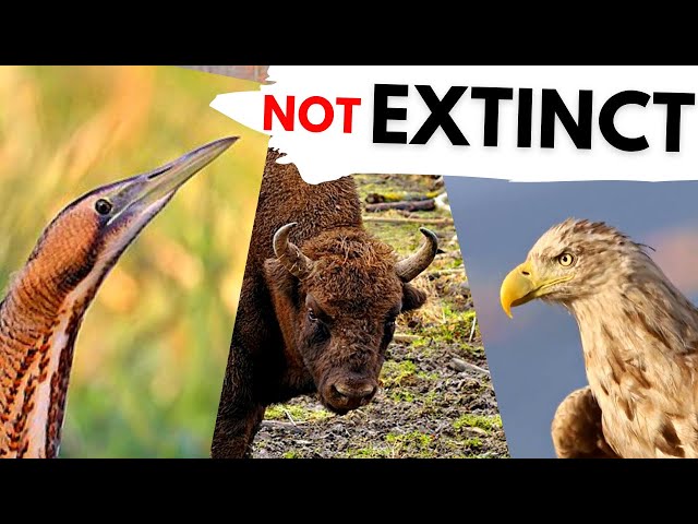 BACK from EXTINCTION! These 5 animals are Back in Britain! class=