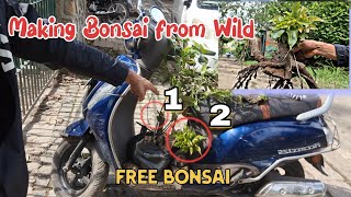 Collecting Plants for Making Bonsai Tree • Bonsai Hunting | Bonsai Passion
