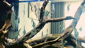 Tuyệt phẩm cá thần tiên Altum Angelfish Ai Cập