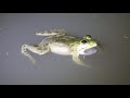 Common Skittering frog call - (Euphlyctis cyanophlyctis)- Dang, Gujarat, India