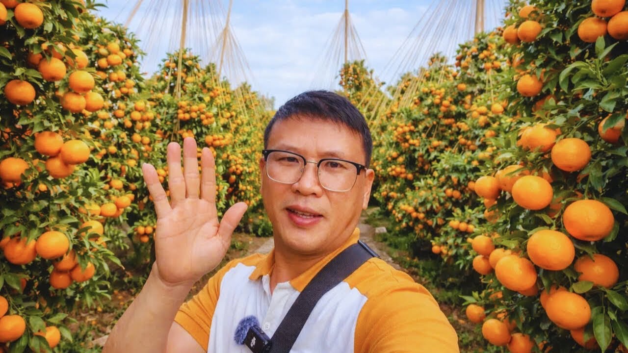 Khám Phá Vườn Cam Đường Canh Sai Trĩu Quả Ở Chạy Ba - Nơi Hội Tụ Những Cao Nhân Làm Cam.