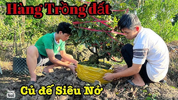Gốc nhớt hàng củ đế khối cục lh 0766765975