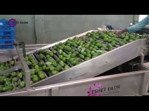Exporting thousands of tons of avocados per year - using Eshet Eilon's technology