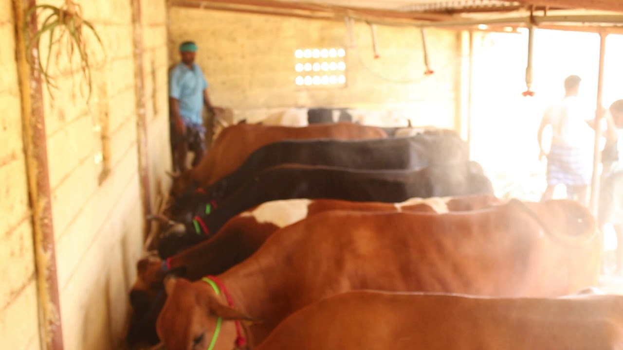 Dairy farm Tamilnadu 9790446026 YouTube