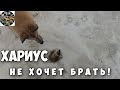 Рыбалка на хариуса в марте 2020. Поиск хариуса на таёжной реке в Коми. Хариус не хочет брать!