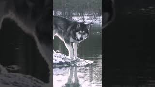 Wolf @CrisSunLife #wolf #lake #nature