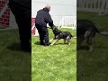 BSO + K-9 Unit demo. #police #k9 #shorts