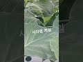 사자팜 케일은 믹서에 갈아도 착즙한 쥬스 보다 더 맛있고 더 건강하게 드실 수 있습니다 #케일 #도시농부 #안심먹거리 #속초 #건강쥬스 #건강식단 #속초까페 #식물까페