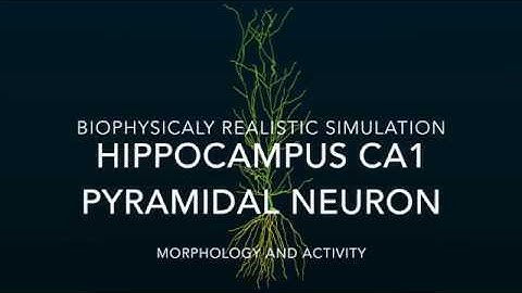 Realistic simulation of a hippocampus neuron
