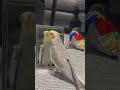飼い主とデュエット♡ジャパネットを歌うオカメインコのふーさん♪