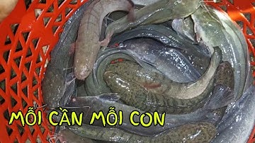 Cắm câu chiều mưa cả sọt cá mỗi cần mỗi con |Hương Quê Bạc Liêu |T28