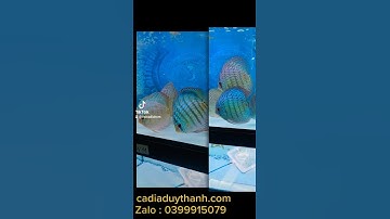 cá dĩa xanh bông I cá dĩa đẹp I cá dĩa