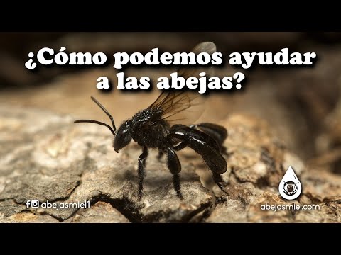 ¿Cómo podemos ayudar a las abejas?